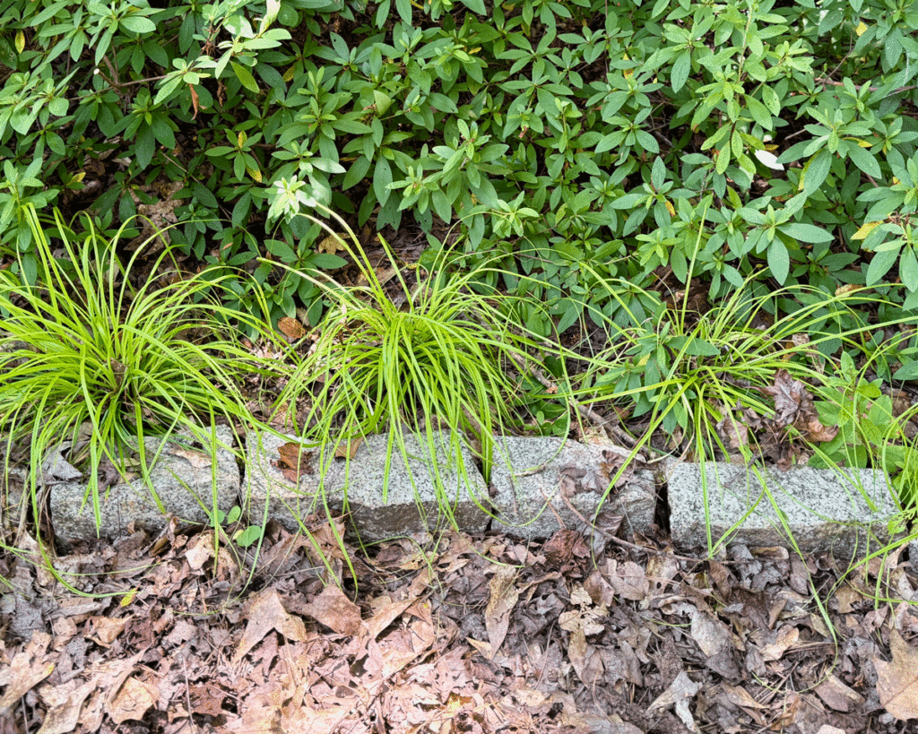 A garden border of carex grass and stone pavers edges azalea shrubs
