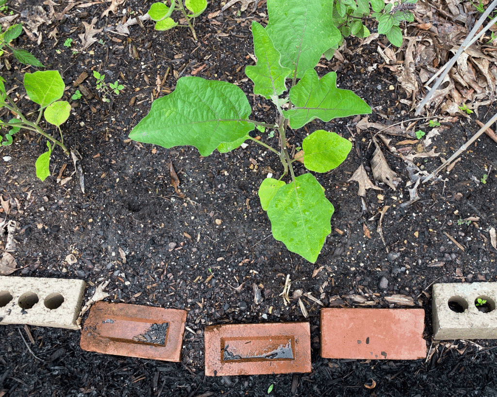 Terra cotta and cement bricks outline a vegetable garden
