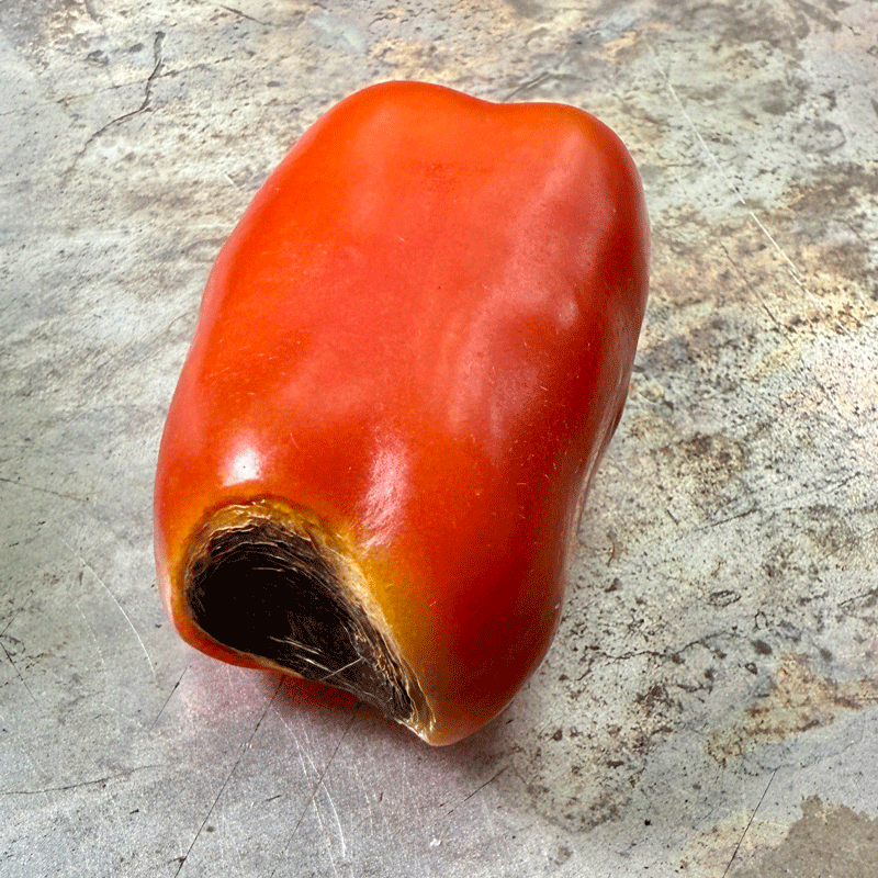 A tomato fruit with a soft, black end