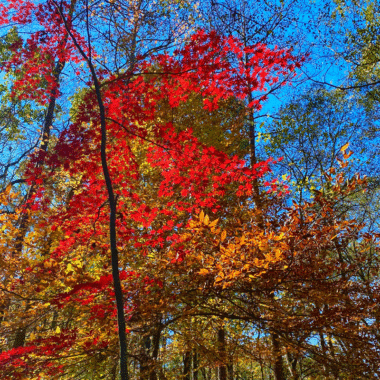 A red maple tree in fall in a garden