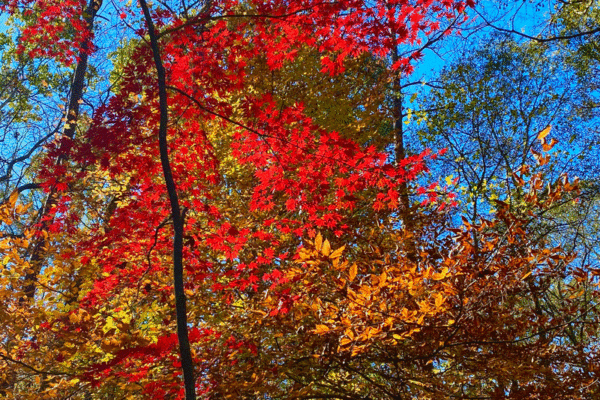 A red maple tree in fall in a garden