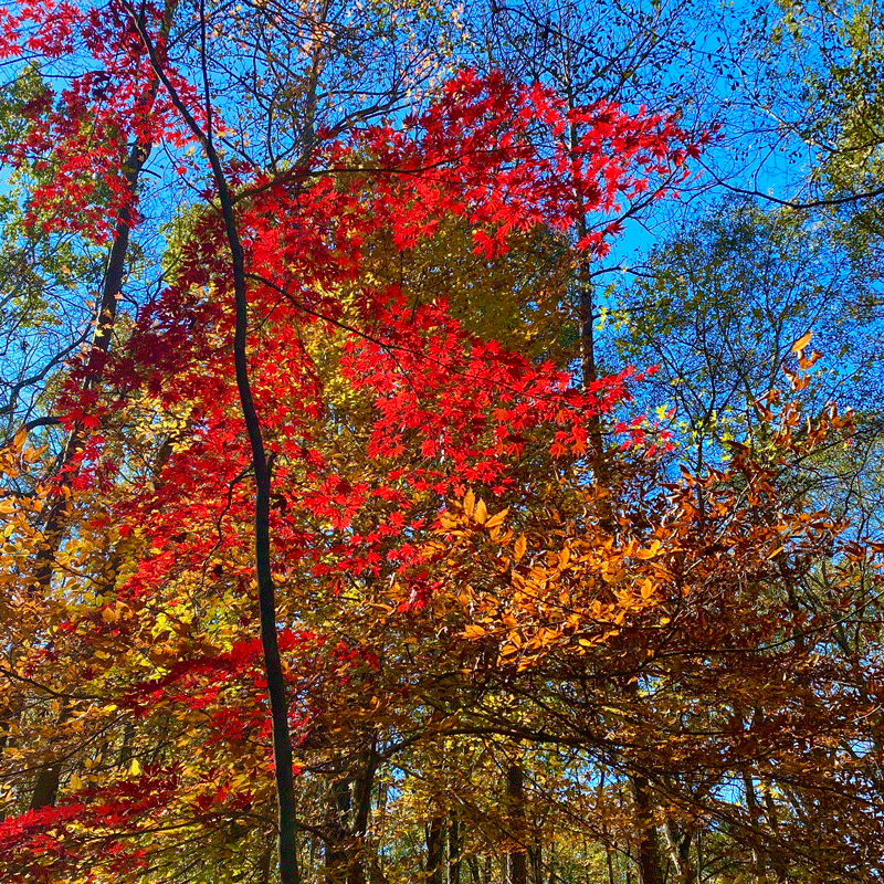 A red maple tree in fall in a garden