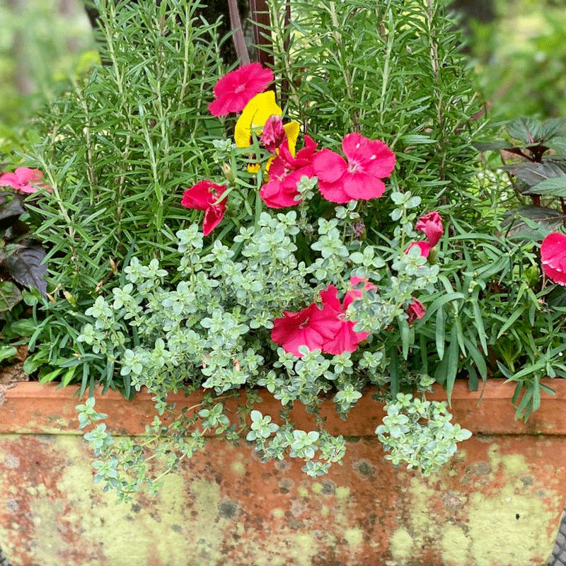 A terra cotta container filled with pink blooms and green foliage