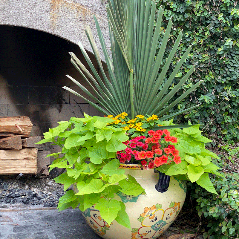 Container filled with sweet potato vine and annual flowers in a garden