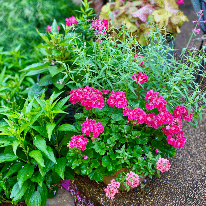 Pink flowers blooming in a summer garden