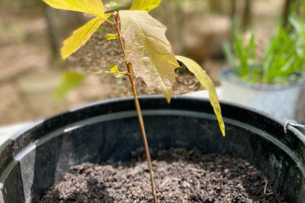 Oak Seedling in a nursery pot