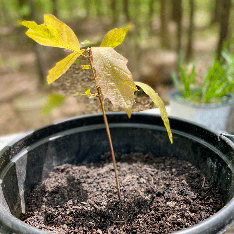 Oak Seedling in a nursery pot