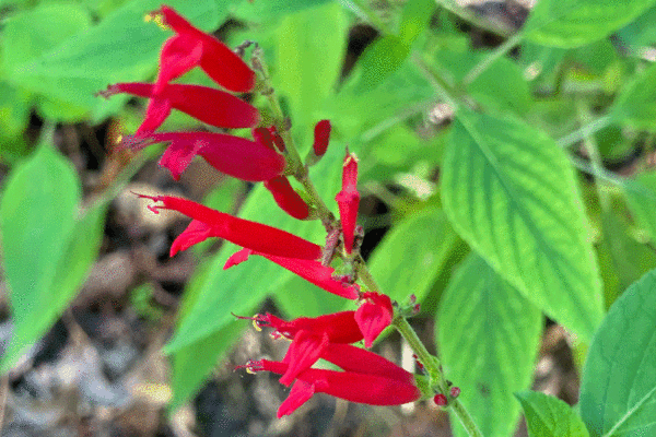 Pineapple sage plant with red blooms in a garden