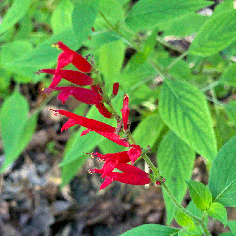 Pineapple sage plant with red blooms in a garden