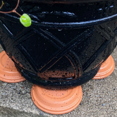 A planter supported by terra cotta pot saucers