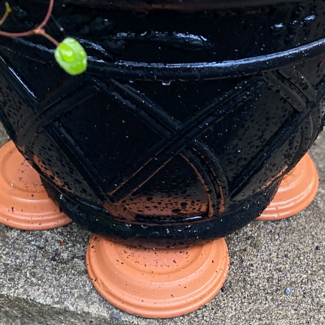 A planter supported by terra cotta pot saucers