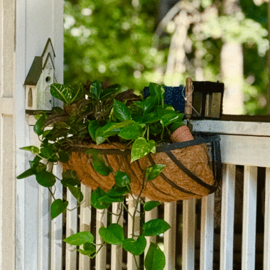 Golden pothos and croton in a hayrack style windowbox on a porch