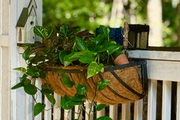 Golden pothos and croton in a hayrack style windowbox on a porch