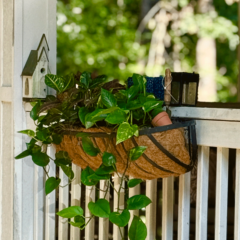 Golden pothos and croton in a hayrack style windowbox on a porch