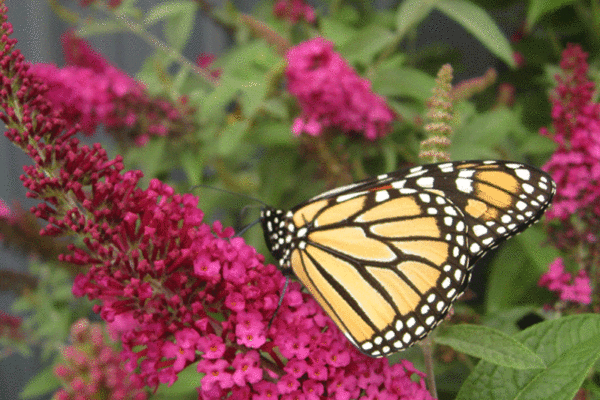 Butterfly on a red buddleia in a garden