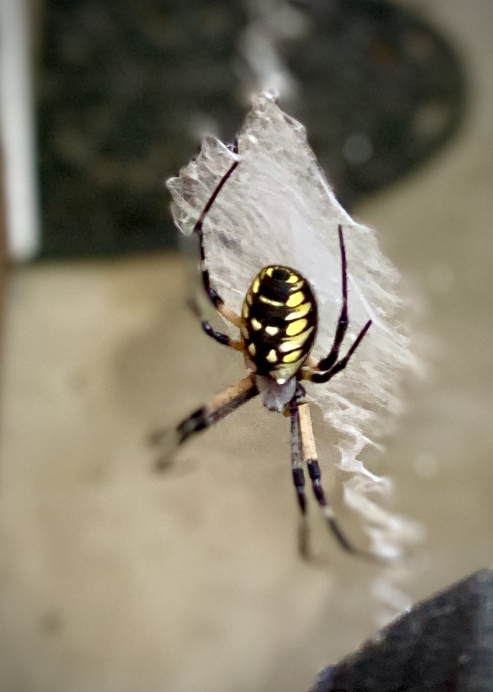 A garden spider in its web
