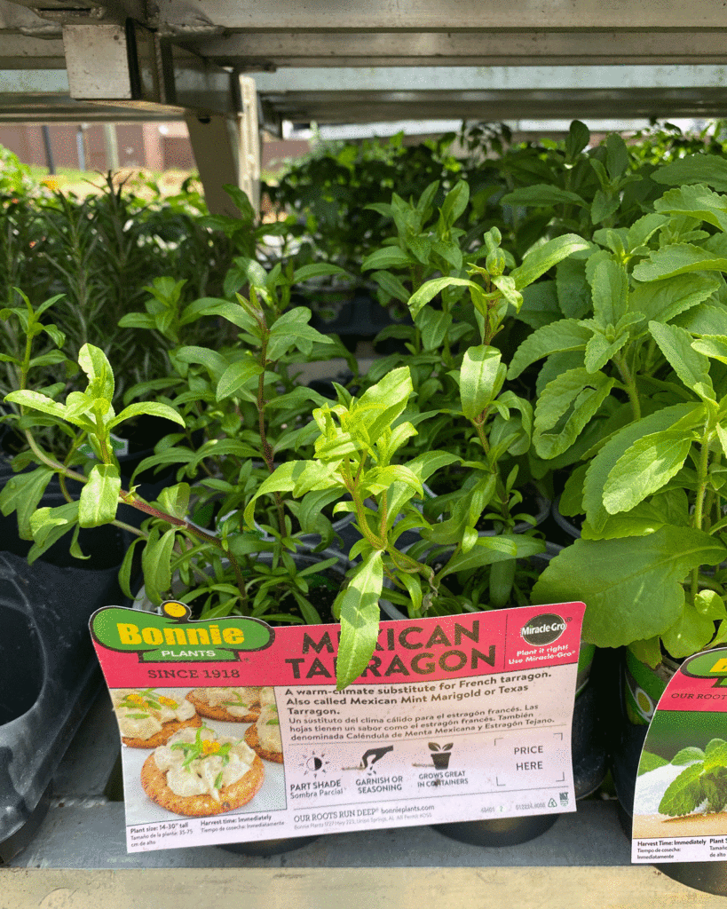 A flat of Mexican tarragon seedlings on shelves at the Garden Center