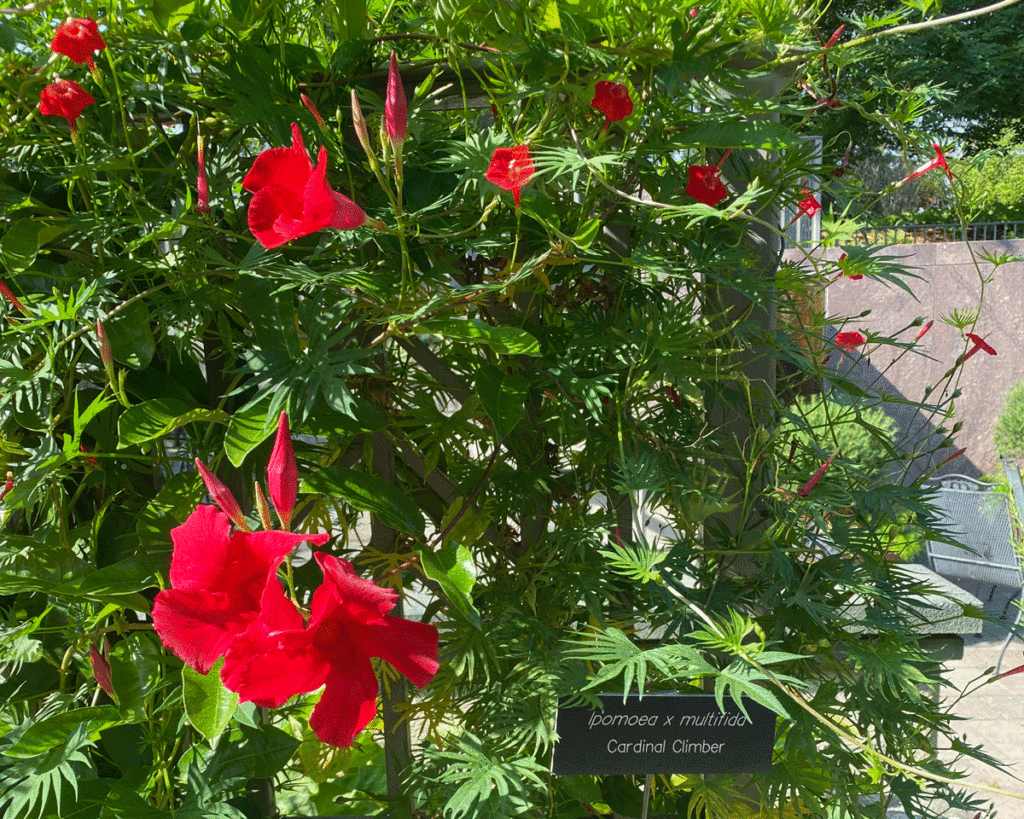 Cardinal climber vine grows in a botanical garden bed