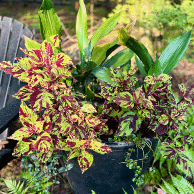 Coleus and cast iron plant in a planter in a garden