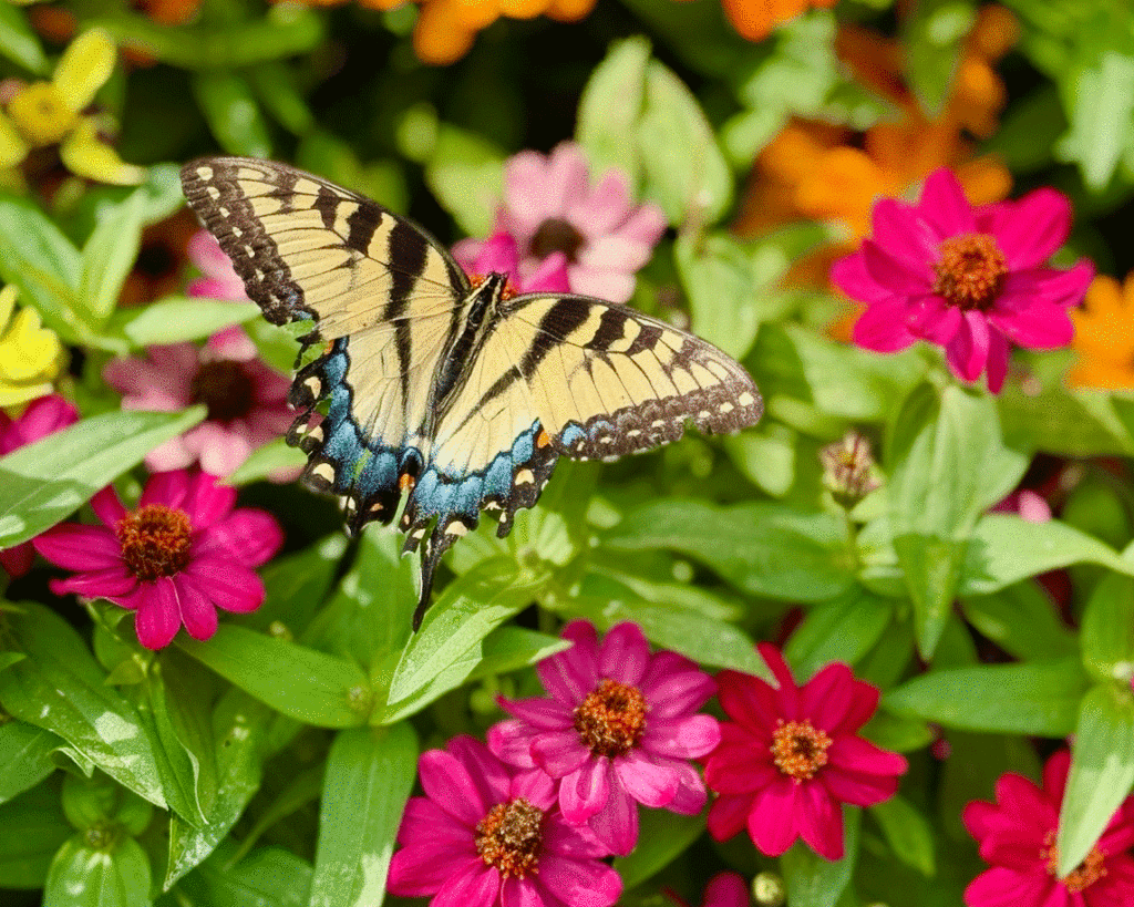 Best Florida Fall Winter Plants for Bees Butterflies And Hummingbirds: Top Bloom Picks