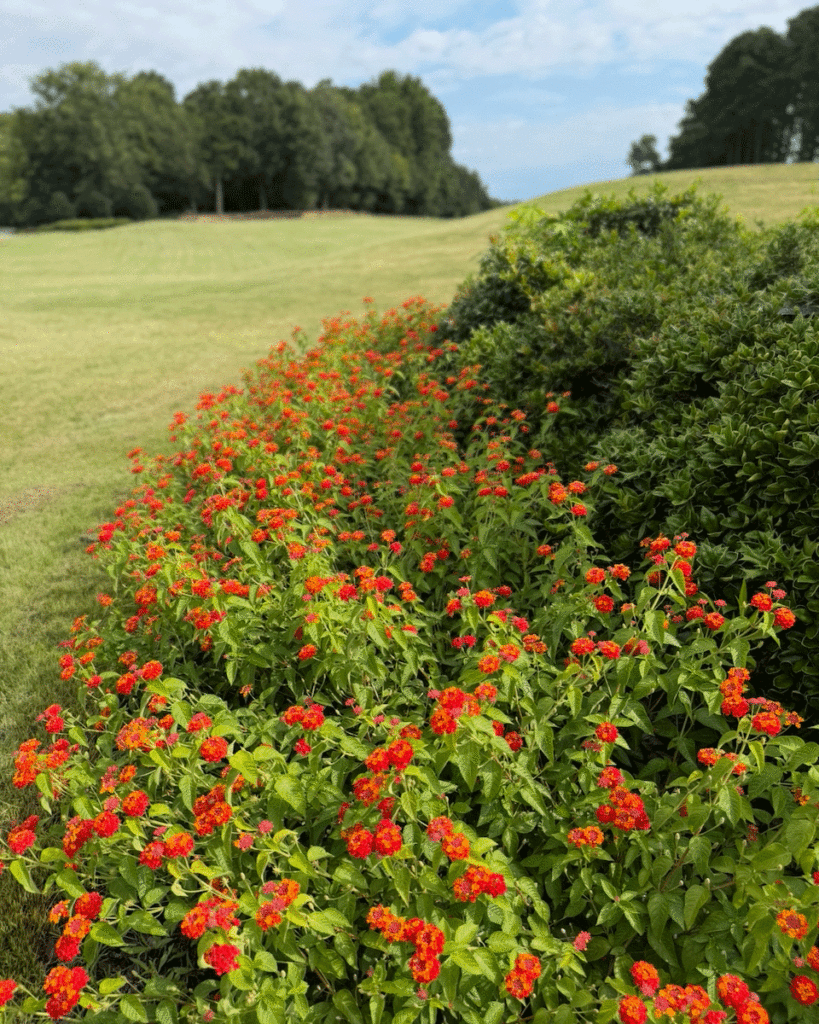 Garden bed filled with lantana