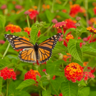 Monarch butterfly on lantana in a garden