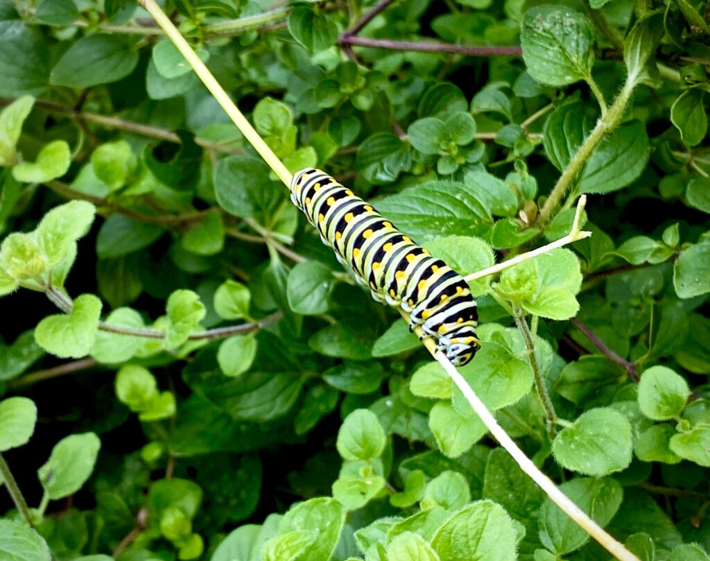 Swallowtail caterpillar in an herb garden