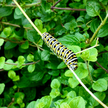 Swallowtail caterpillar on parsley stem in a fall herb garden