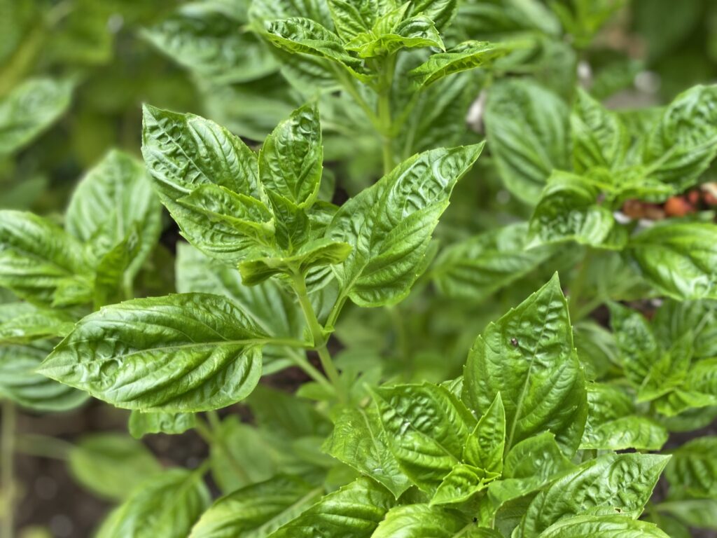 Basil plants in the garden