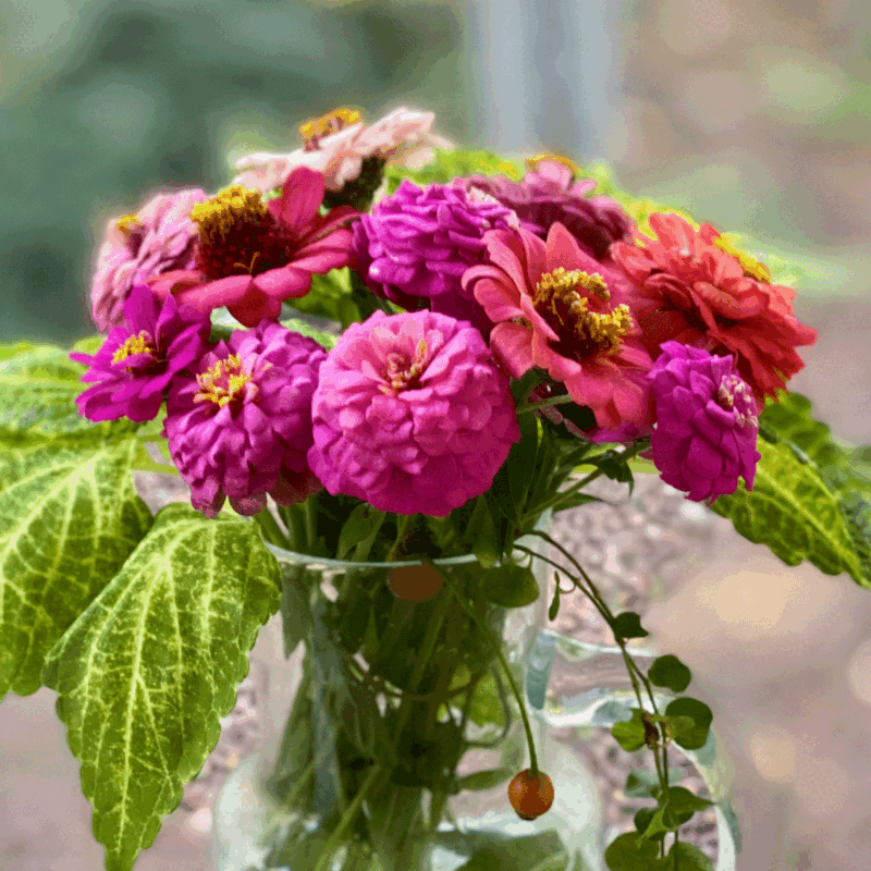 Bouquet of zinnias with coleus in a vase in late summer