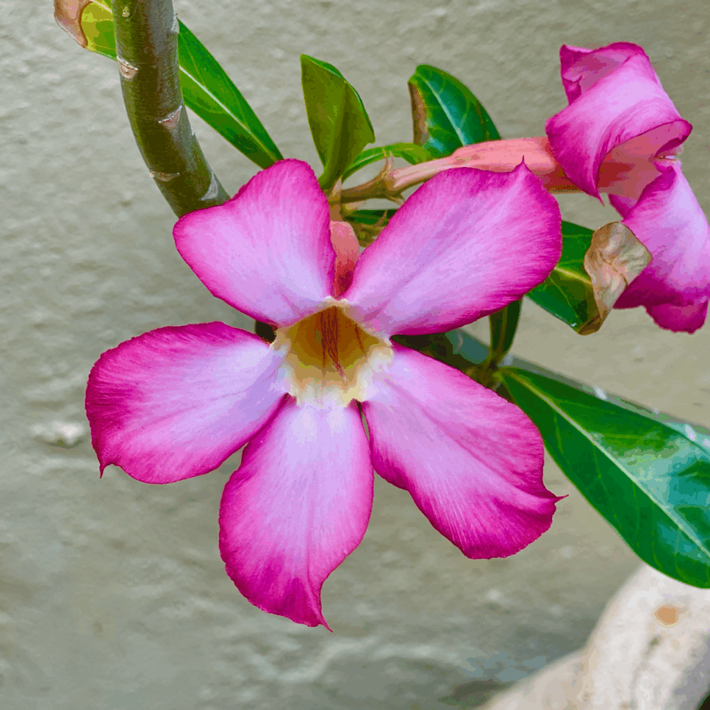 Pink flower in a garden