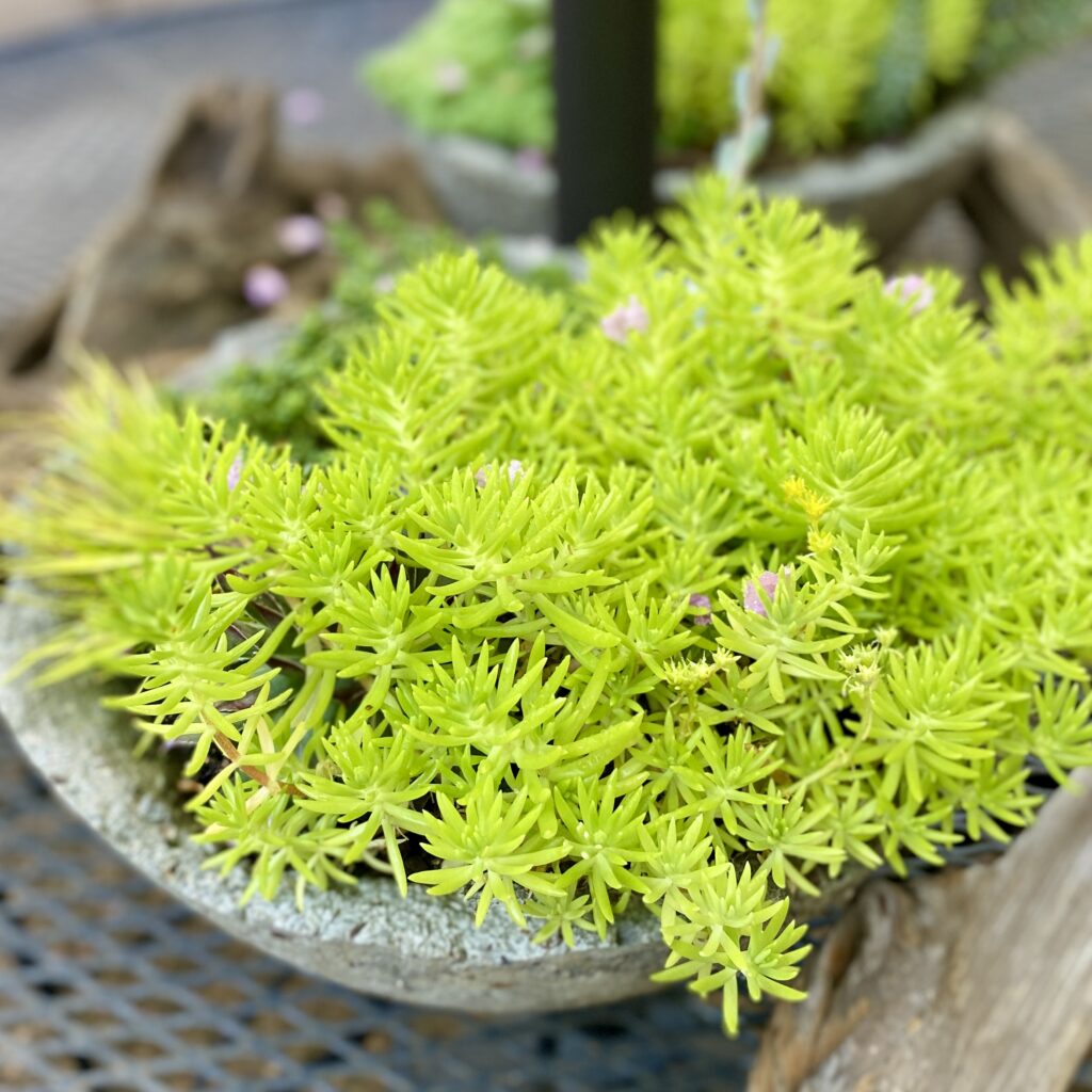 Green sedum in hypertufa bowl