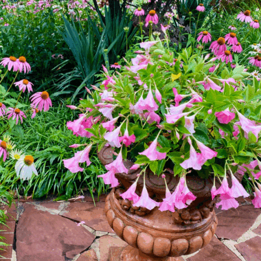 Pink flowers in a planter