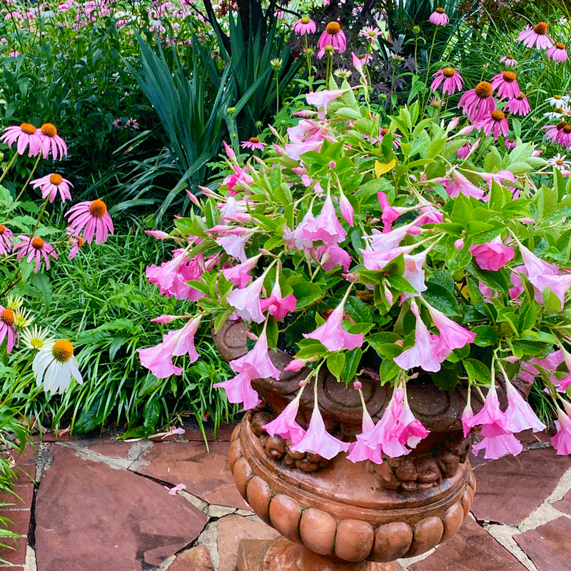 Pink flowers in a planter