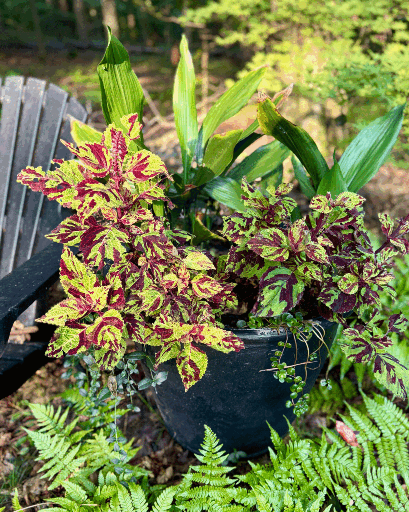 Cast iron plant, coleus and sedum in a garden container