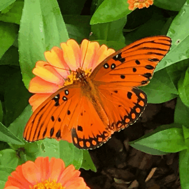 Gulf fritillary butterfly on an orange colored zinnia