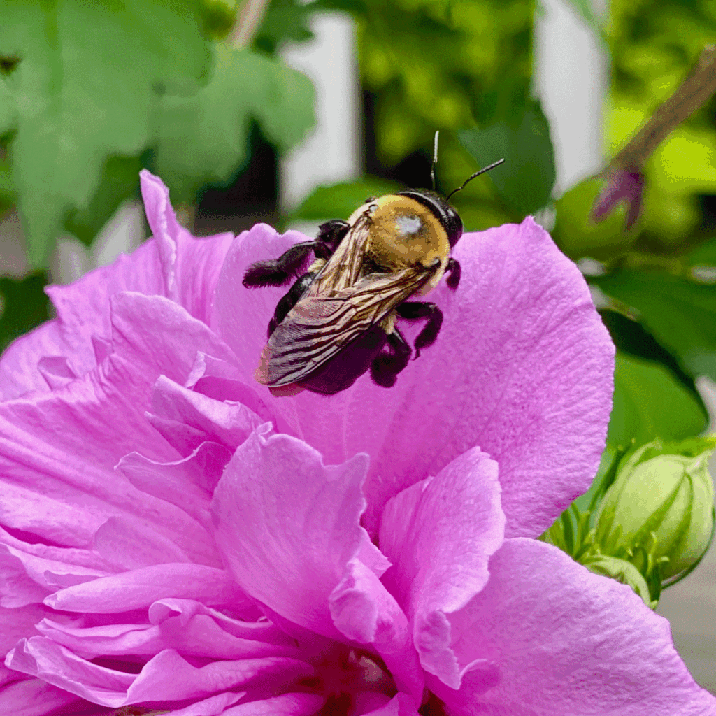 A bee in a pink hibiscus flower