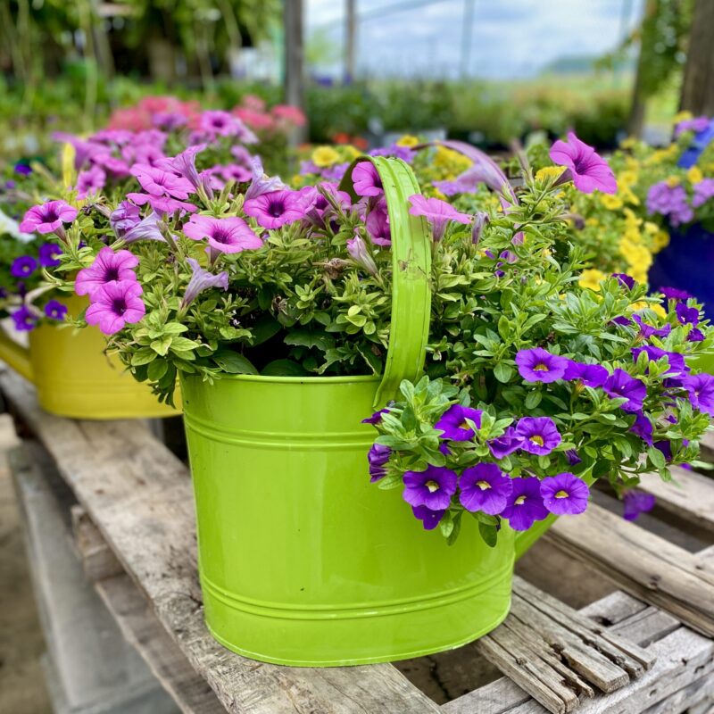 A green watering can with pink and purple calibrachoa