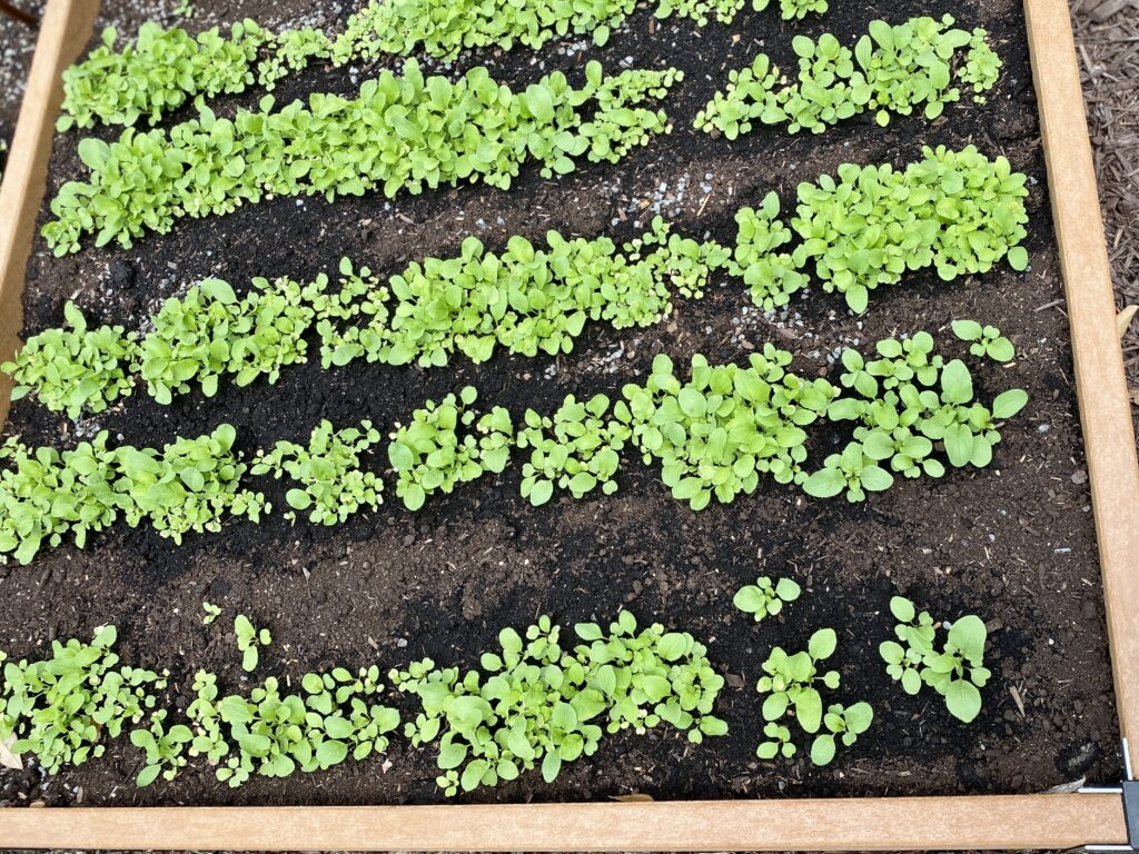 Greens growing in a raised garden bed
