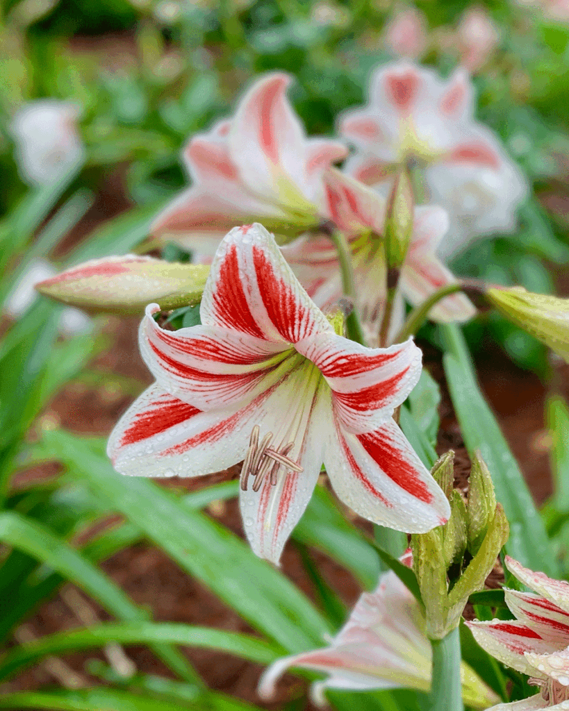 Red and white striped amaryllis in a garden
