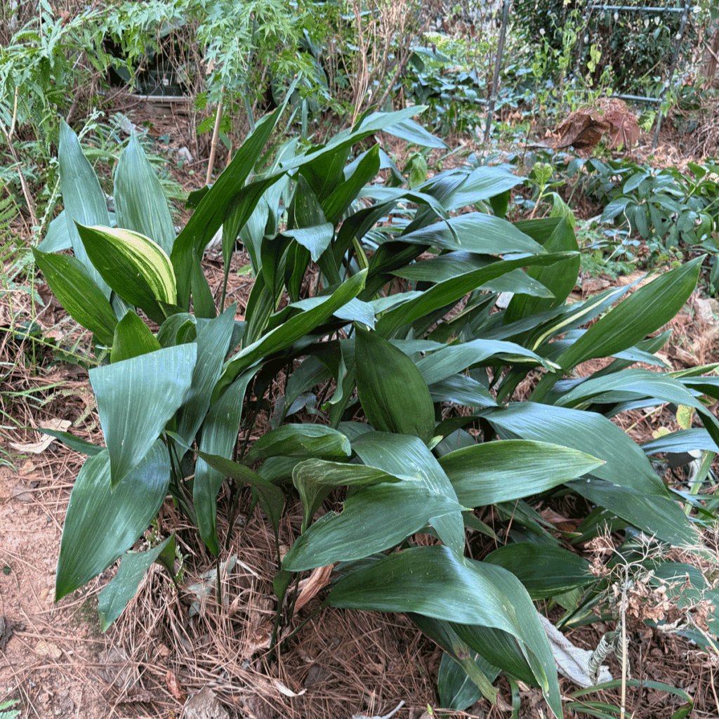 Cast iron plant in a garden