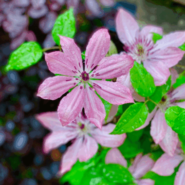Pink clematis in a spring garden