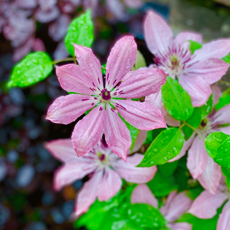 Pink clematis in a spring garden