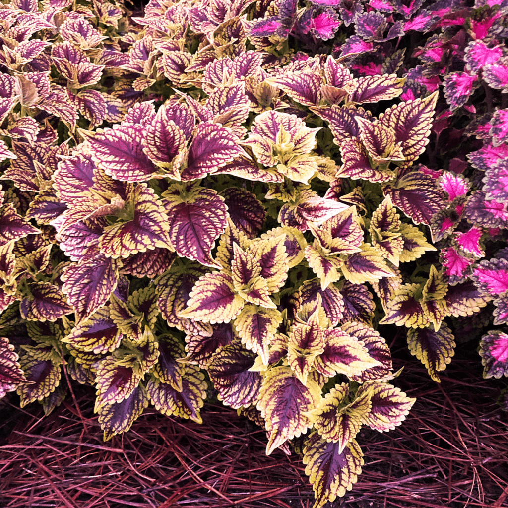 Coleus in a garden bed