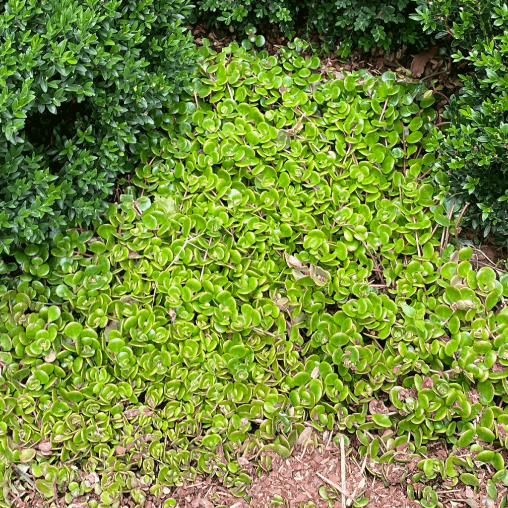 Fish scale sedum in a garden bed