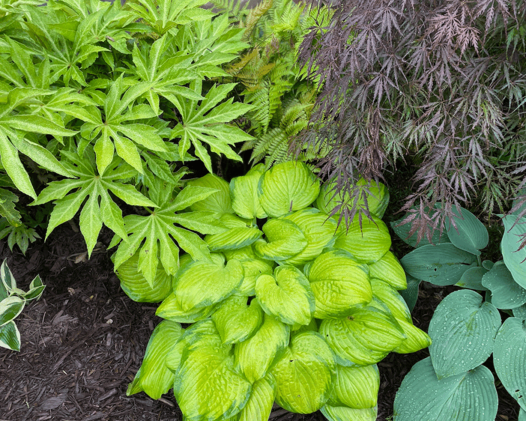 Hostas and Japanese maple tree in a garden