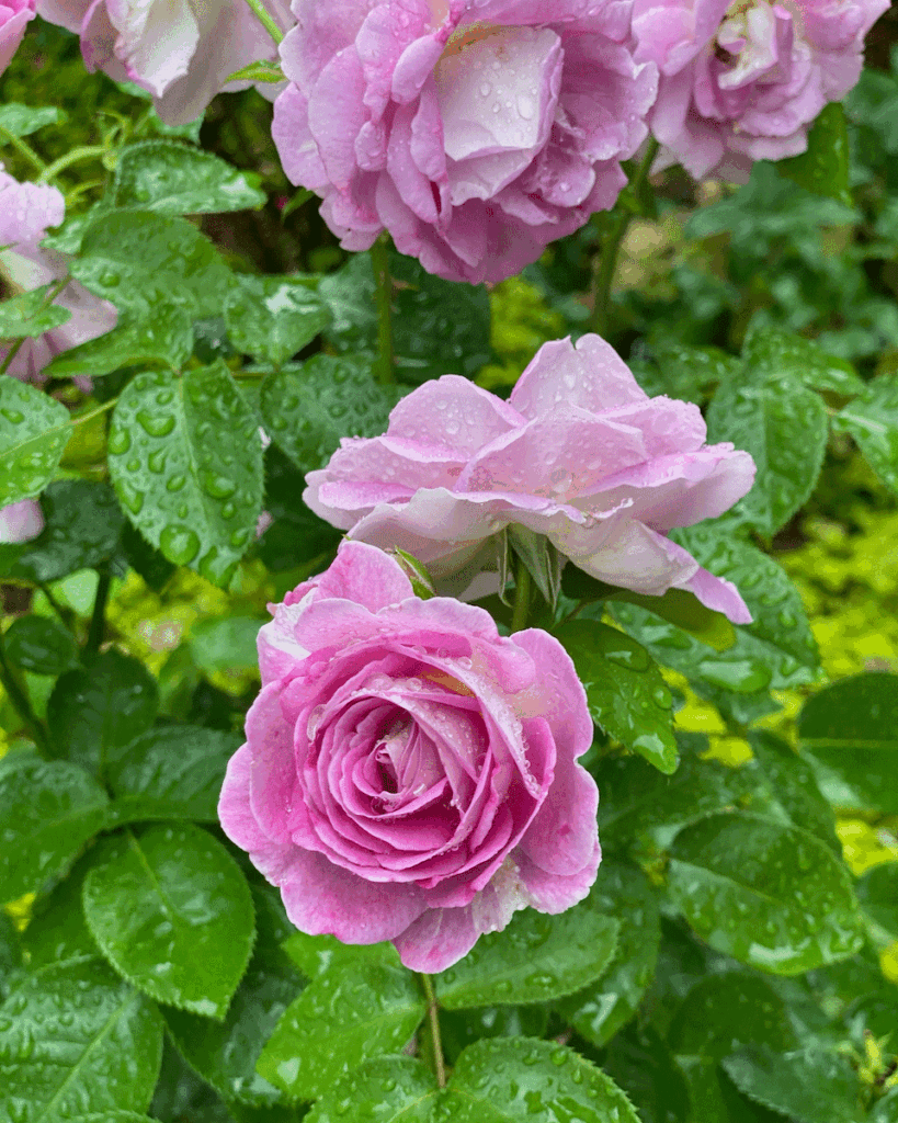 Pink roses in a garden